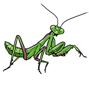praying mantis
